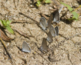 Eastern Tailed-blues _MG_7824.jpg