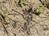 Eastern Tailed-blues _MG_7825.jpg