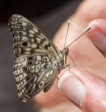 Hackberry Emperor _MG_0876.jpg