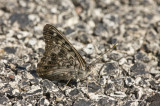 Hackberry Emperor _11R0024.jpg