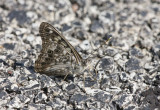 Hackberry Emperor _11R0025.jpg