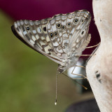 Hackberry Emperor _11R3453.jpg