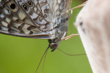 Hackberry Emperor _11R3466.jpg