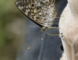 Hackberry Emperor _11R3468.jpg