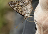 Hackberry Emperor _11R3469.jpg