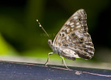 Hackberry Emperor _I9I3978.jpg
