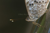 Hackberry Emperor _I9I5418.jpg
