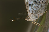Hackberry Emperor _I9I5419.jpg