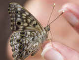 Hackberry Emperor _MG_0870.jpg