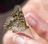 Hackberry Emperor _MG_0880.jpg