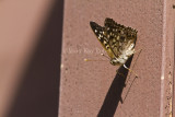 Hackberry Emperor _MG_4306.jpg