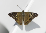 Hackberry Emperor _S9S7632.jpg