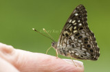 Hackberry Emperor on finger_MG_9847.jpg
