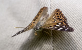 Hackberry Emperor on Bob _MG_9850.jpg