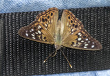 Hackberry Emperor on Bob _MG_9864.jpg