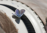 Karner Blue male I9I0157.jpg
