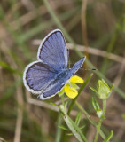 Karner Blue male MG9101.jpg
