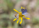 Karner Blue male & American Copper MG0632.jpg