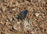 Karner Blue male I9I9783.jpg