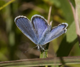 Karner Blue male I9I9800.jpg