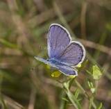 Karner Blue male MG9104.jpg