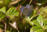 Karner Blue male I9I0118.jpg