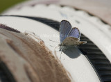 Karner Blue male I9I0153.jpg