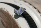 Karner Blue male I9I0155.jpg