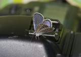 Karner Blue male I9I9876.jpg