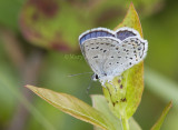 Karner Blue male MG0025.jpg
