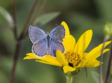 Karner Blue male MG9721.jpg