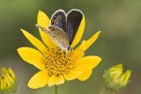 Karner Blue female MG1859.jpg