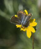 Karner Blue female MG9781.jpg
