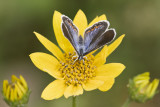 Karner Blue female MG1870.jpg