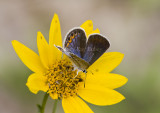 Karner Blue female MG1907.jpg