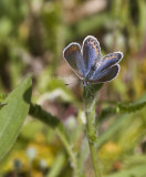 Karner Blue female MG2391.jpg