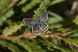 Karner Blue female I9I0264.jpg