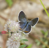 Karner Blue female MG1757.jpg