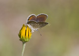 Karner Blue female MG9329.jpg