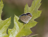 Karner Blue female MG9337.jpg