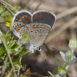 Karner Blue female MG9481.jpg