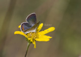 Karner Blue female MG9526.jpg