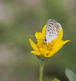 Karner Blue MG1803.jpg