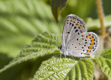 Karner Blue MG2838.jpg