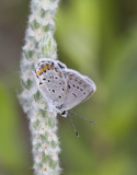 Karner Blue MG8958.jpg