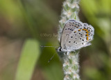 Karner Blue MG8988.jpg