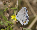 Karner Blue MG9021.jpg