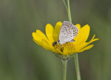 Karner Blue MG9401.jpg