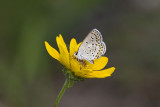 Karner Blue MG9496.jpg