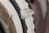 Karner Blue male I9I0174.jpg